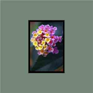 Echo Tail - Beauty In Denial download free
