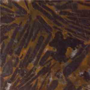 Torus  - False Positive download free